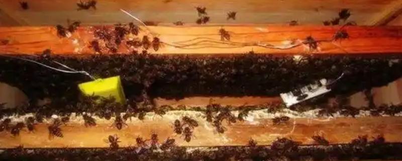 双王群上继箱的方法,先用隔王板组建双王群再添加继箱