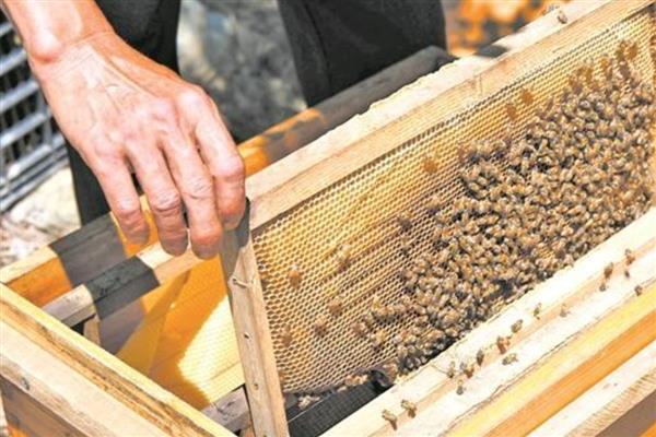 双王群上继箱的方法,先用隔王板组建双王群再添加继箱