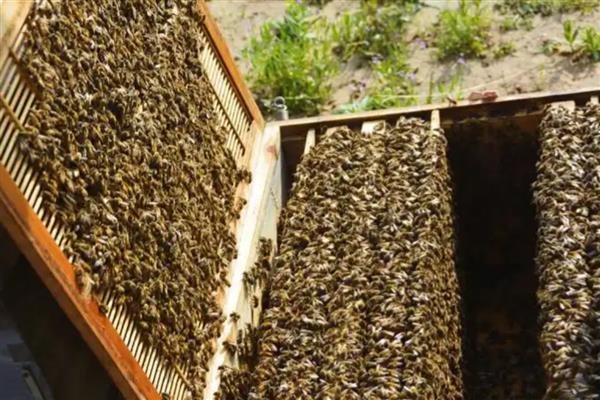 双王群上继箱的方法,先用隔王板组建双王群再添加继箱