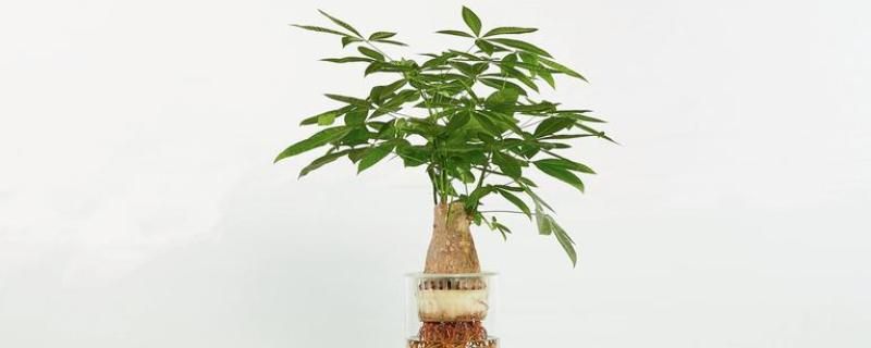 发财树的水培方法，每天接受2-3小时的光照