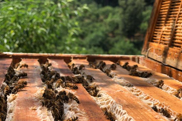 双王群上继箱的方法,先用隔王板组建双王群再添加继箱