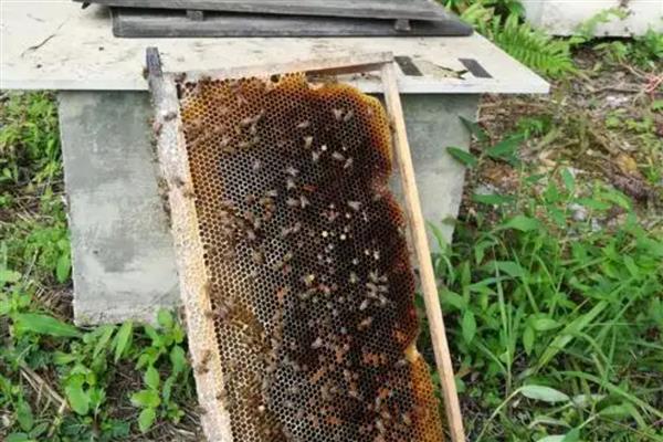 双王群上继箱的方法,先用隔王板组建双王群再添加继箱