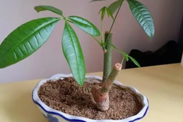 发财树的水培方法,每天接受2-3小时的光照