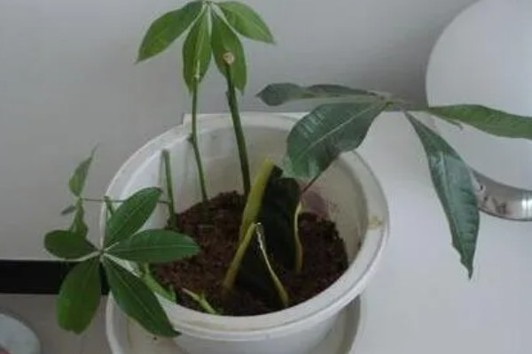发财树的水培方法,每天接受2-3小时的光照