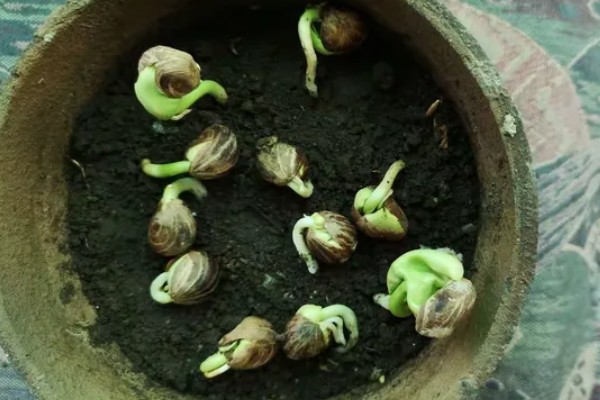 发财树的水培方法,每天接受2-3小时的光照
