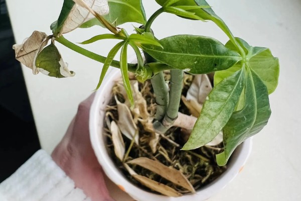 发财树的水培方法,每天接受2-3小时的光照