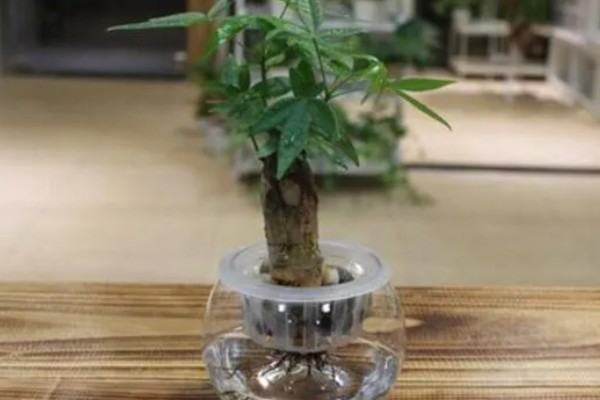 发财树的水培方法,每天接受2-3小时的光照