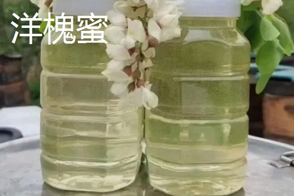 哪些蜂蜜品质好，常见洋槐蜜、荆条蜜、椴树蜜等品种