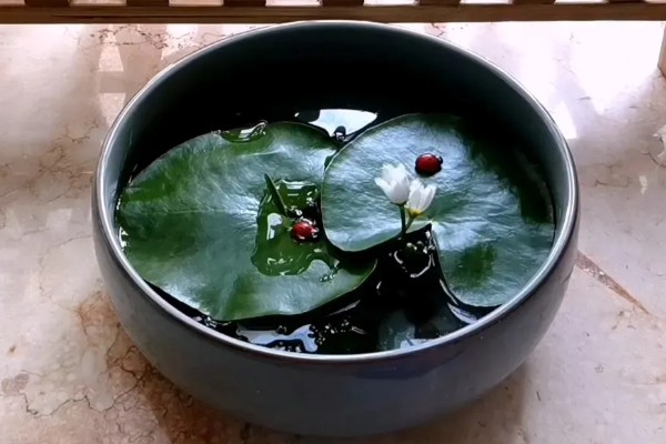 一叶莲怎么养殖，每隔3-5天换一次水