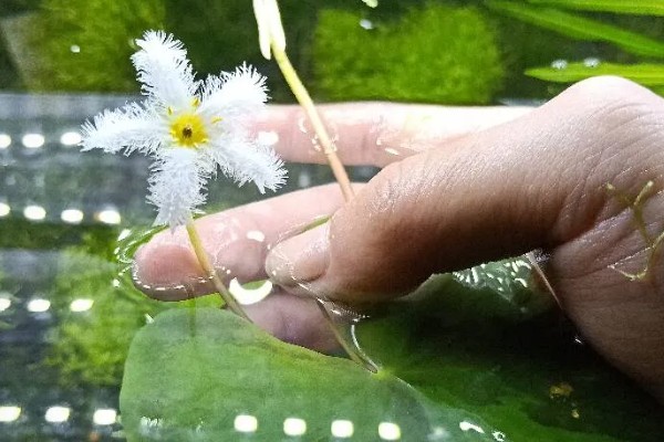 一叶莲怎么养殖，每隔3-5天换一次水