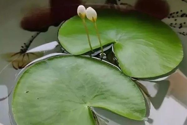 一叶莲怎么养殖，每隔3-5天换一次水