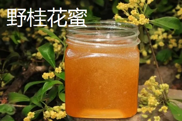 哪些蜂蜜品质好，常见洋槐蜜、荆条蜜、椴树蜜等品种