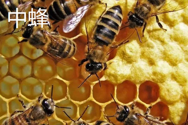哪些蜂蜜品质好，常见洋槐蜜、荆条蜜、椴树蜜等品种
