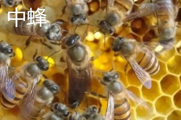 哪些蜂蜜品质好，常见洋槐蜜、荆条蜜、椴树蜜等品种
