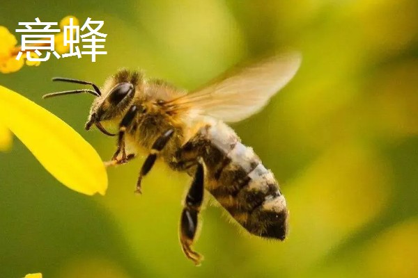哪些蜂蜜品质好，常见洋槐蜜、荆条蜜、椴树蜜等品种