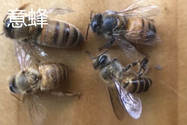 哪些蜂蜜品质好，常见洋槐蜜、荆条蜜、椴树蜜等品种