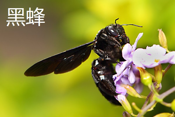 哪些蜂蜜品质好，常见洋槐蜜、荆条蜜、椴树蜜等品种