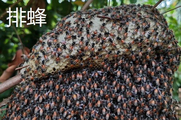 哪些蜂蜜品质好，常见洋槐蜜、荆条蜜、椴树蜜等品种