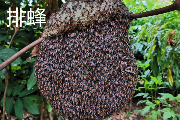 哪些蜂蜜品质好，常见洋槐蜜、荆条蜜、椴树蜜等品种