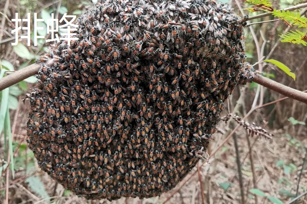 哪些蜂蜜品质好，常见洋槐蜜、荆条蜜、椴树蜜等品种