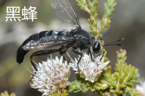 哪些蜂蜜品质好，常见洋槐蜜、荆条蜜、椴树蜜等品种
