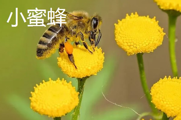 哪些蜂蜜品质好，常见洋槐蜜、荆条蜜、椴树蜜等品种