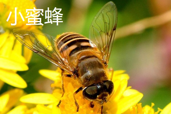 哪些蜂蜜品质好，常见洋槐蜜、荆条蜜、椴树蜜等品种