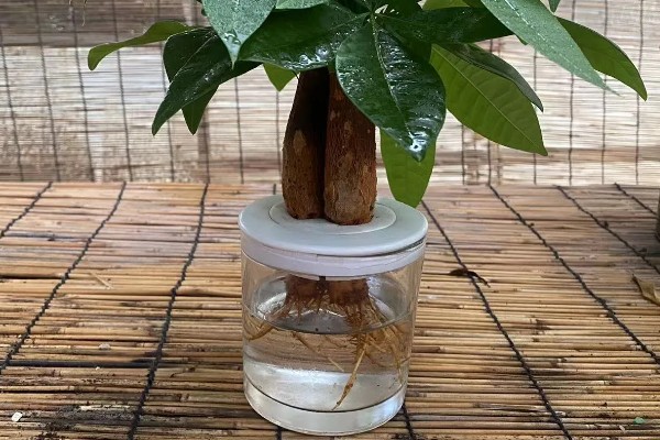 发财树的水培方法,每天接受2-3小时的光照