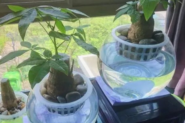 发财树的水培方法,每天接受2-3小时的光照