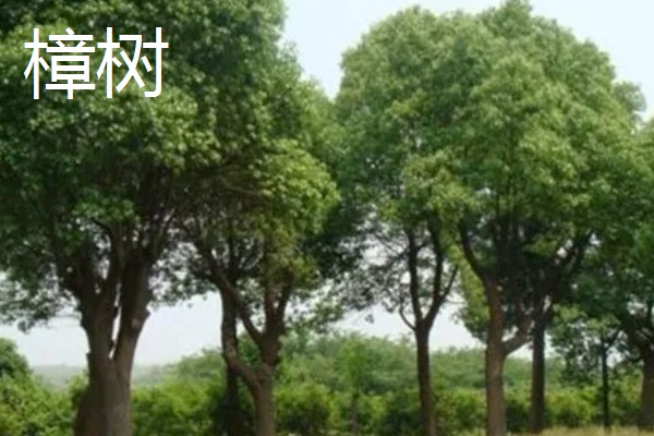 哪些树四季常绿,常见樟树、桂花树等品种