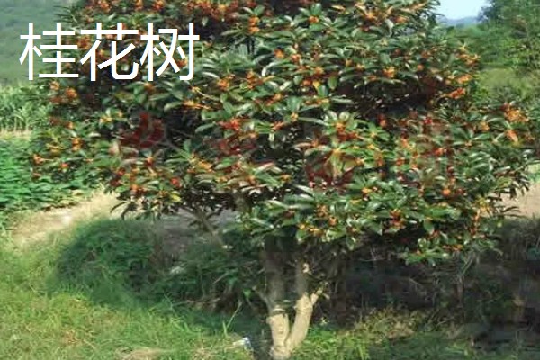 哪些树四季常绿,常见樟树、桂花树等品种