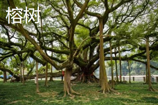 哪些树四季常绿,常见樟树、桂花树等品种