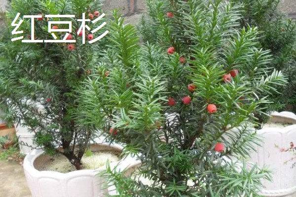 哪些树四季常绿,常见樟树、桂花树等品种