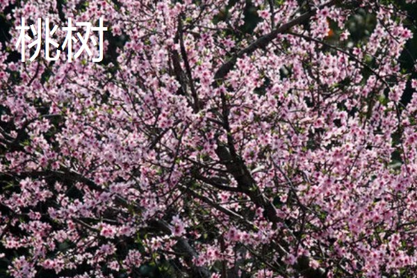 哪些树四季常绿,常见樟树、桂花树等品种