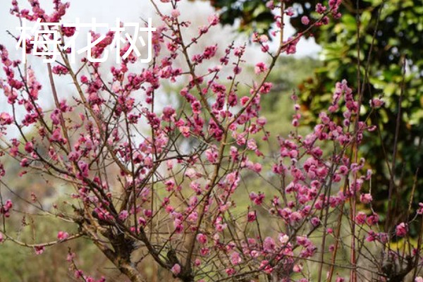 哪些树四季常绿,常见樟树、桂花树等品种