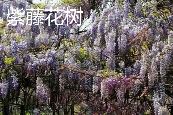 哪些树四季常绿,常见樟树、桂花树等品种