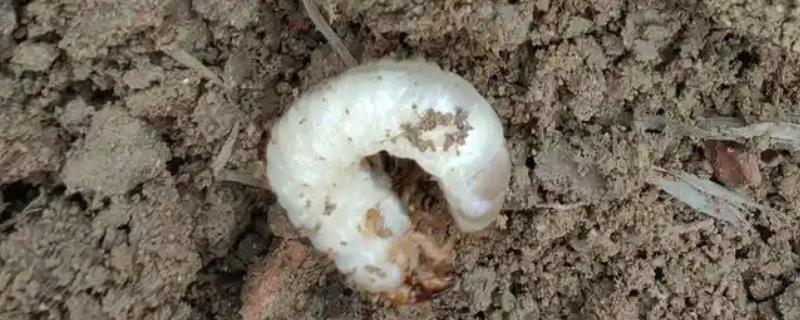 怎么防治韭菜蛴螬，情况严重时用敌百虫可溶性粉剂等药物灌根