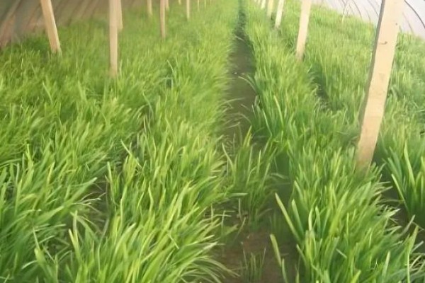 怎么防治韭菜蛴螬，情况严重时用敌百虫可溶性粉剂等药物灌根