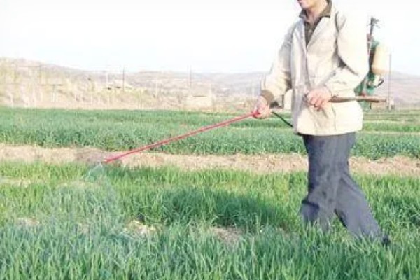 怎么防治韭菜蛴螬，情况严重时用敌百虫可溶性粉剂等药物灌根