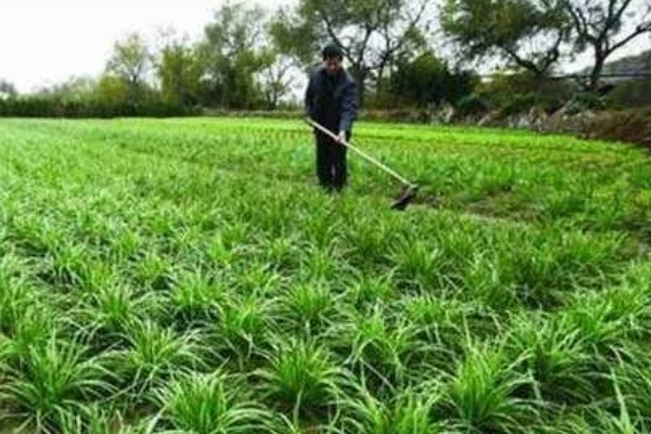 怎么防治韭菜蛴螬，情况严重时用敌百虫可溶性粉剂等药物灌根
