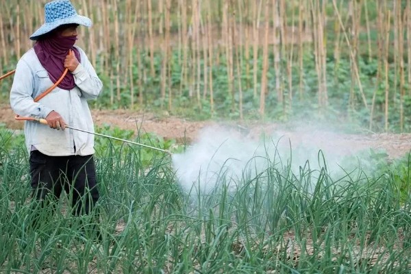 怎么防治韭菜蛴螬，情况严重时用敌百虫可溶性粉剂等药物灌根