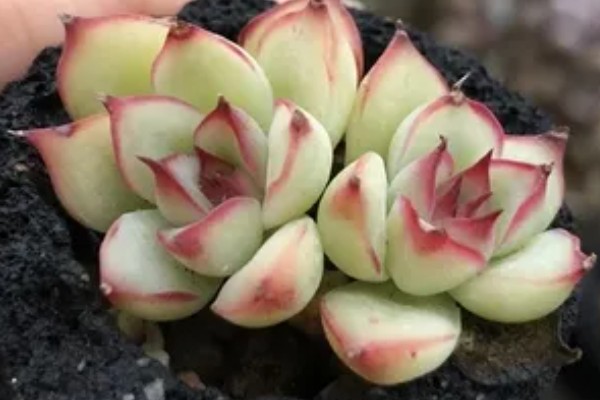 艳姬多肉怎么养殖，春秋季节每隔半个月浇一次水