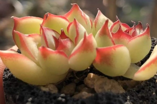 艳姬多肉怎么养殖，春秋季节每隔半个月浇一次水