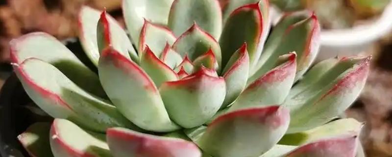 艳姬多肉怎么养殖，春秋季节每隔半个月浇一次水