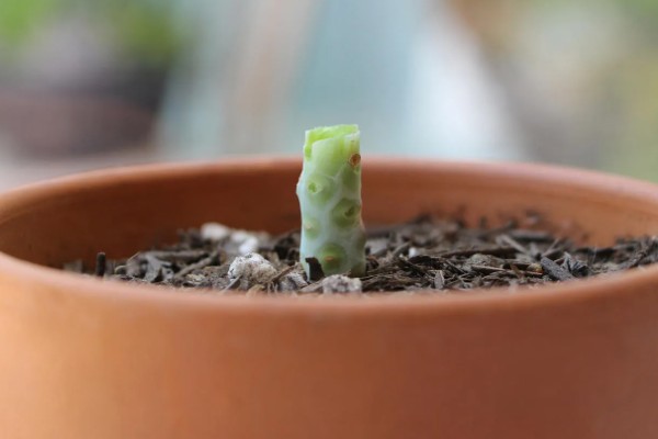 艳姬多肉怎么养殖，春秋季节每隔半个月浇一次水