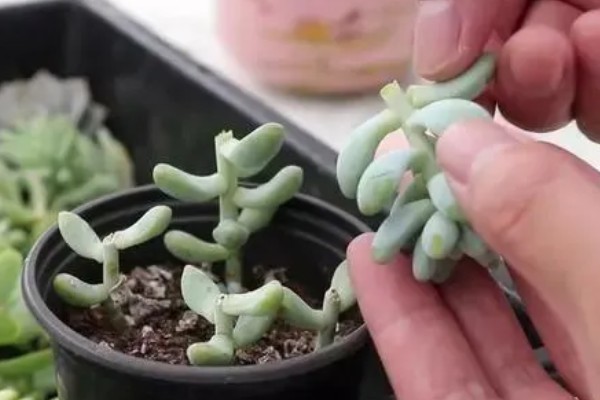 艳姬多肉怎么养殖，春秋季节每隔半个月浇一次水
