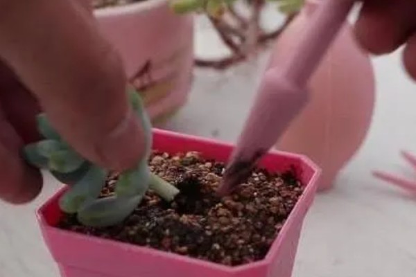 艳姬多肉怎么养殖，春秋季节每隔半个月浇一次水