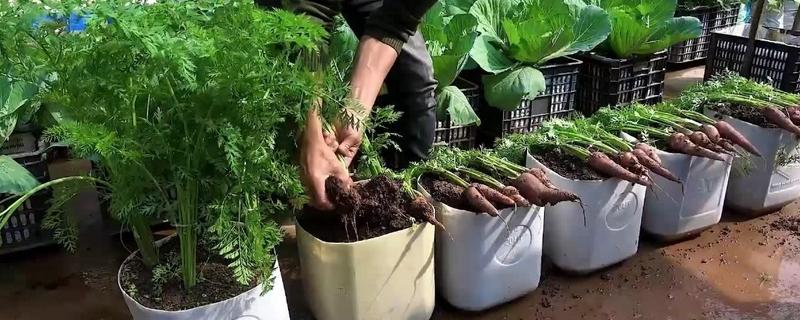 胡萝卜盆栽养护方法，每隔2-3天浇一次水