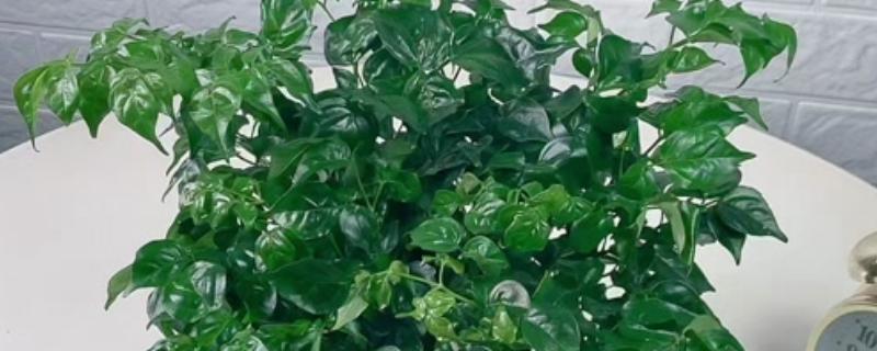 幸福树的叶子为何越长越小,可能是缺光、缺水等原因引起