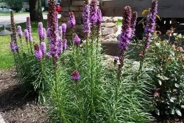 蛇鞭菊种球怎么种植，栽种深度为10厘米左右